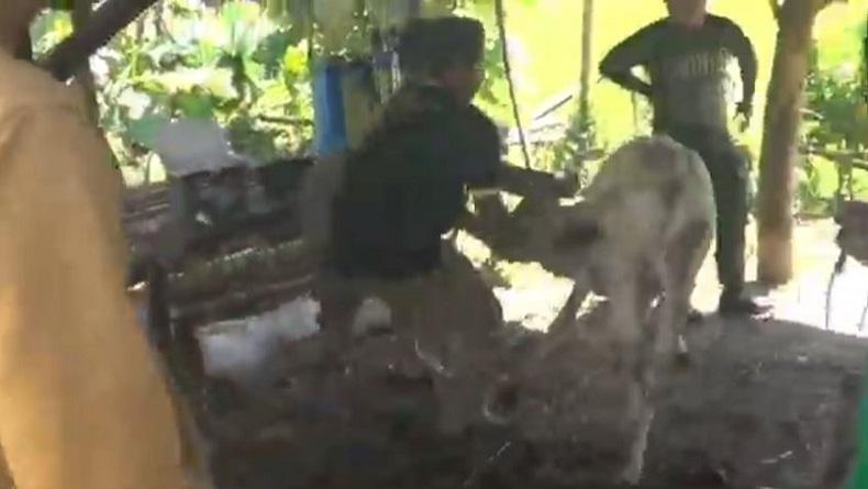 title Vaksinasi PMK di Tegal, Begini Cara Petugas Kesehatan Hewan agar Ternak Tidak Berontak Vaksinasi PMK di Tegal, Begini Cara Petugas Kesehatan Hewan agar Ternak Tidak Berontak