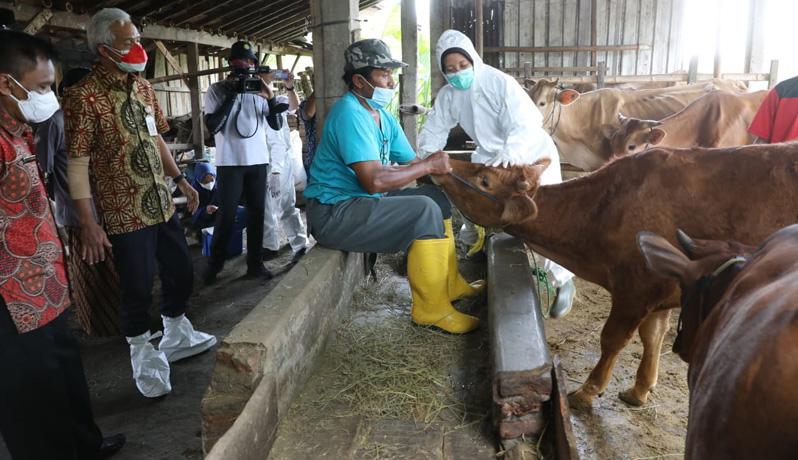 Kasus PMK di Jateng Capai 32.715 Ekor, Ganjar Percepat Vaksin Ternak