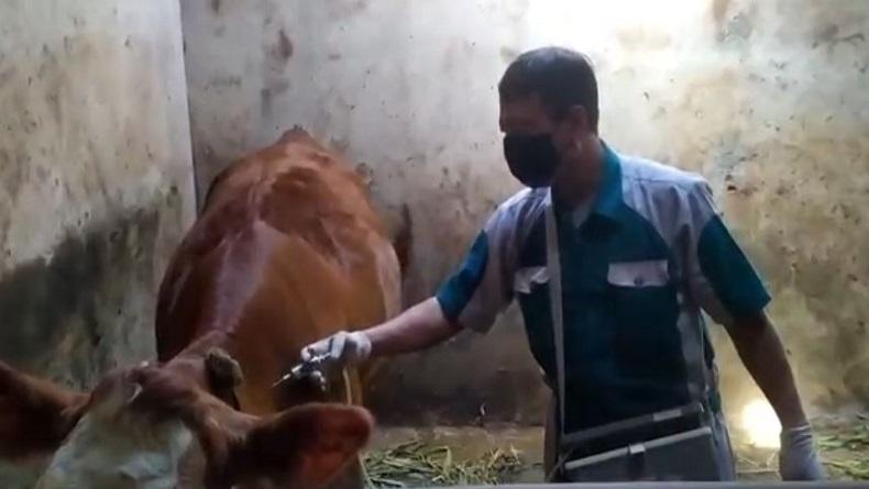 Vaksinasi PMK, Petugas Kesehatan Hewan di Banjarnegara Jemput Bola ke Kandang