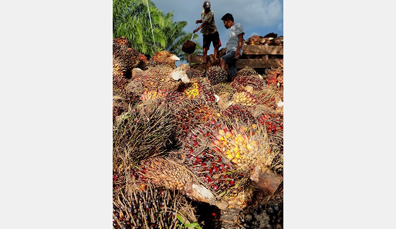 Harga TBS Kelapa Sawit Anjlok Menjadi Rp800 per Kilogram - Bagian 2