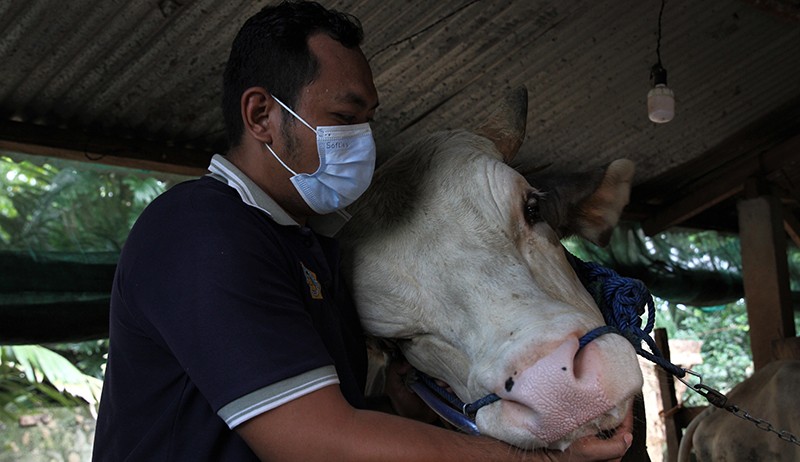 Penampakan Sapi Simmental Bobot 1 Ton, Dibeli Jokowi Rp110 Juta untuk Kurban di Buton - Bagian 1