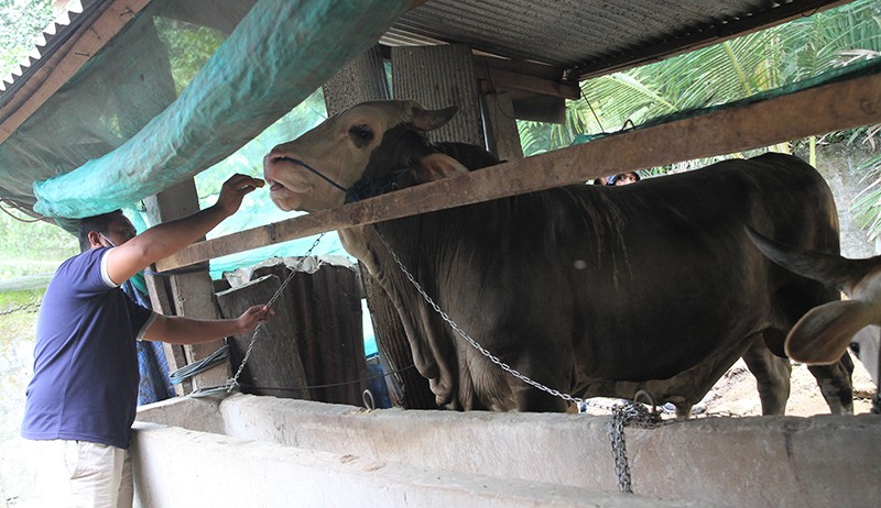 Penampakan Sapi Simmental Bobot 1 Ton, Dibeli Jokowi Rp110 Juta untuk Kurban di Buton - Bagian 2