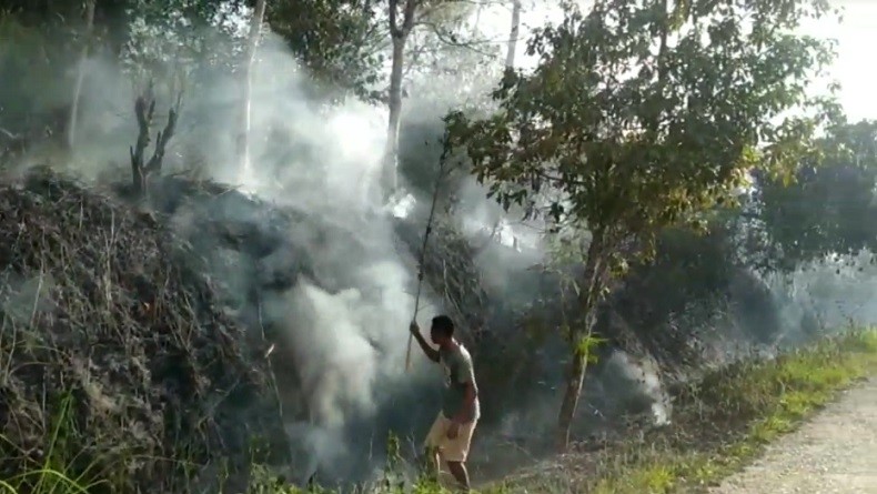 Puluhan Hektare Lahan Perkebunan Terbakar di Pasaman