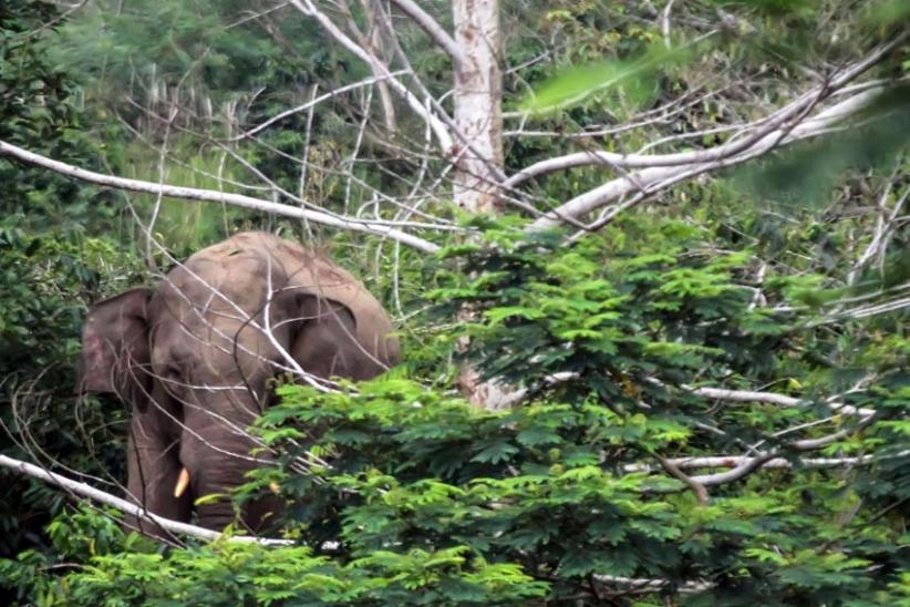 Kawanan Gajah Liar Memasuki Perkebunan Kopi di Aceh Utara - Bagian 2