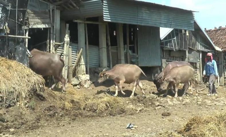 Terdampak Wabah PMK, Begini Kondisi Hotel Kerbau di Jepara