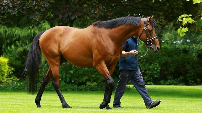 Gemar Perkosa Kuda, Pria Texas Divonis 10 Tahun Penjara