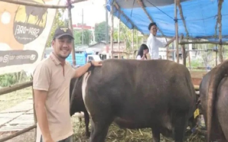 Pedagang Hewan Kurban Lokal Untung Besar, Sapi Naik Rp4 Juta per Ekor 