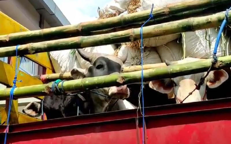 Ada Pos Penyekatan Kendaraan Angkut Hewan Kurban di Pelabuhan Lembar 