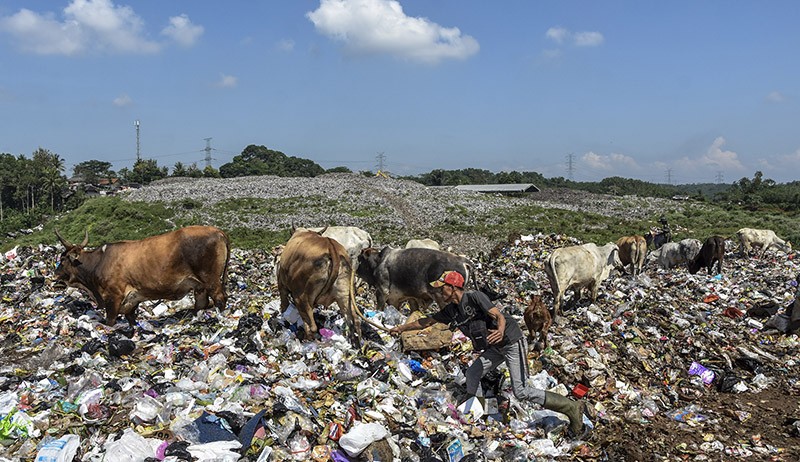 Duh, Sapi-Sapi Ini Makan Sampah Dijual Pemilik Rp23 Juta Jelang Idul Adha - Bagian 4