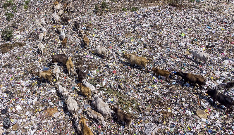 Duh, Sapi-Sapi Ini Makan Sampah Dijual Pemilik Rp23 Juta Jelang Idul Adha - Bagian 2