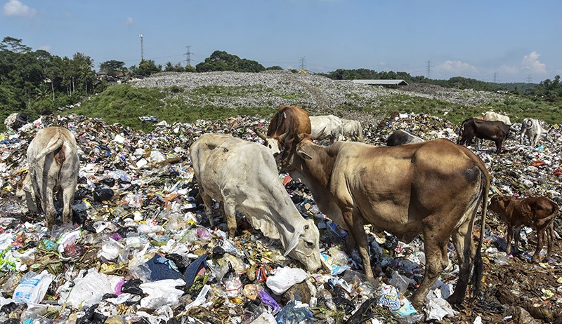 Duh, Sapi-Sapi Ini Makan Sampah Dijual Pemilik Rp23 Juta Jelang Idul Adha - Bagian 3