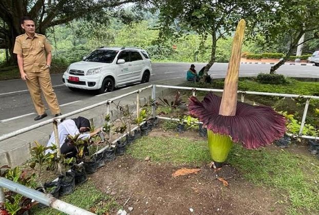 Momen Langka, Bunga Bangkai Mekar Sempurna di Depan Kantor PDIKM Padang Panjang