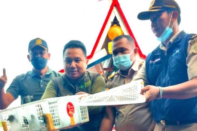 Jaga Kelestarian Fauna Kalteng, Ratusan Colibri Ninja Sitaan Dilepaskan BKSDA