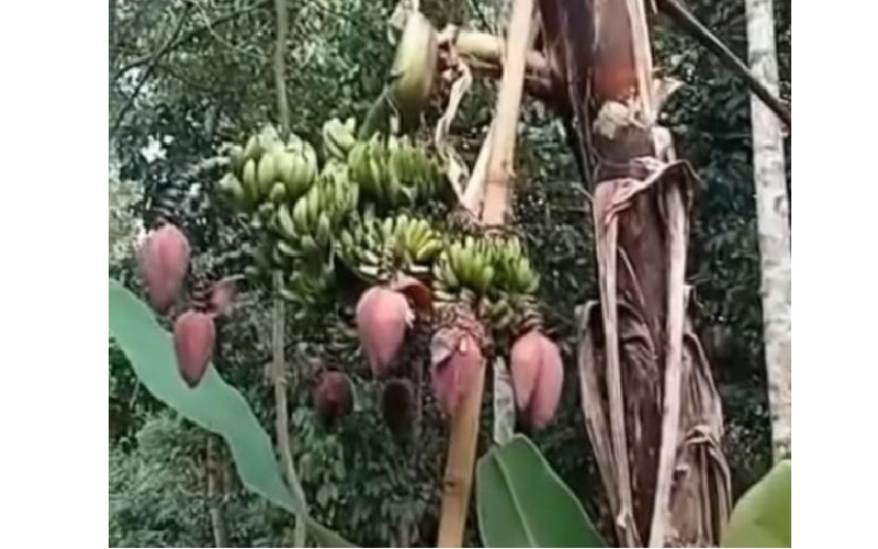 Pohon Pisang Berjantung 7 Tumbuh di Banten, Warga Tanyakan Pertanda Apa