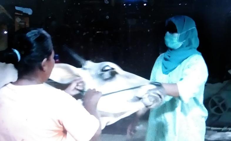 Wabah PMK Serang Grobogan : 39 Sapi Mati, 3.000 Terpapar