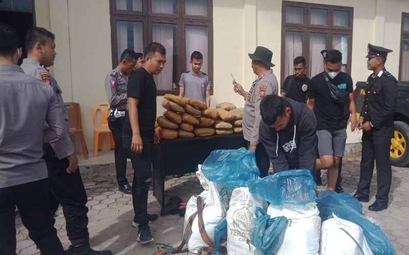 title Polres Padang Lawas Temukan Ganja 100 Kg Tak Bertuan di Kebun Warga, Kondisi Terbungkus Rapi Polres Padang Lawas Temukan Ganja 100 Kg Tak Bertuan di Kebun Warga, Kondisi Terbungkus Rapi