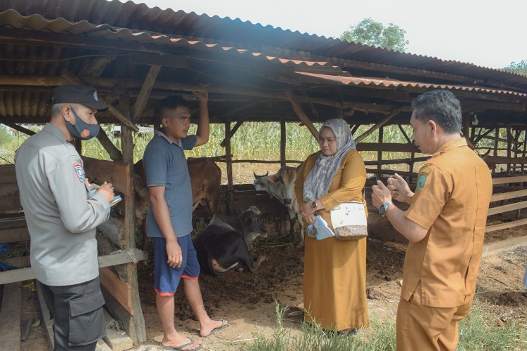 Cegah PMK, Dinas Pertanian Padang Sidempuan Monitoring Hewan Ternak