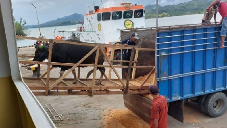 Pengiriman Sapi dari Gorontalo Utara ke Tarakan Meningkat, Tiap Pekan 100 Ekor Lebih