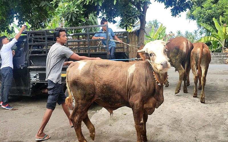 Pasar Hewan Ditutup, Peternak Lotim Jual Sapi secara Online Bayar COD