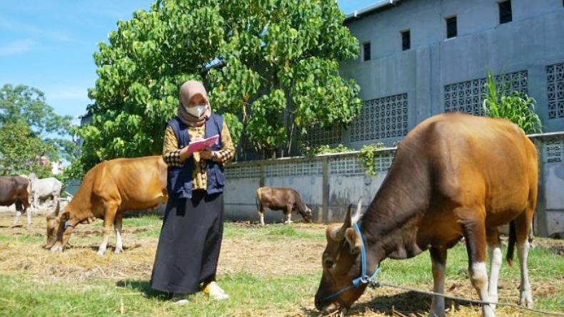 Rayakan Iduladha 1443 H, Pemkab Sangihe Siapkan 7 Sapi Kurban 