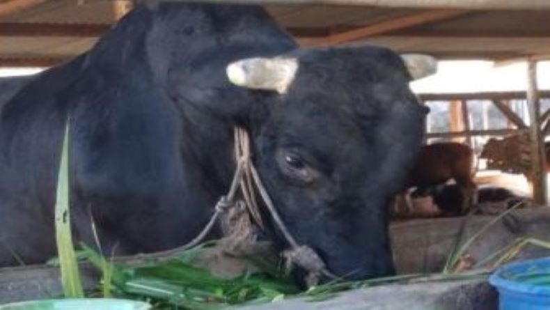 Presiden Jokowi Serahkan Sapi Berbobot 970 Kg untuk Kurban di Masjid Al Ansor Toboali