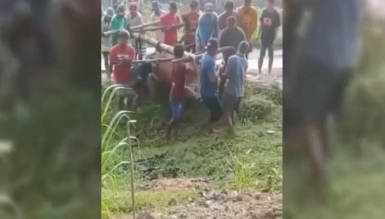 Viral Sapi Mati Dikubur Warga di Pekarangan Desa Zona Merah PMK