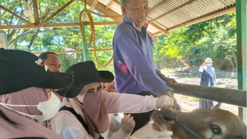 Cegah PMK, Disnakkeswan Gorontalo Utara Periksa Hewan Kurban di Lapak Penjualan