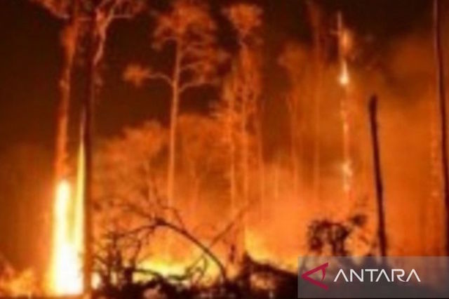 Sejumlah Wilayah di NTT Berpotensi Karhutla, BMKG Catat 19 Daerah yang Harus Waspada