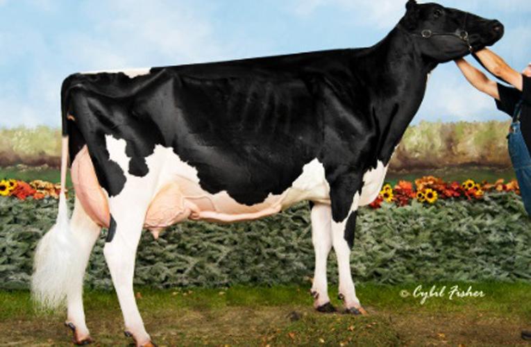 Ini Sapi Termahal di Dunia, Harganya Capai Rp17 Miliar