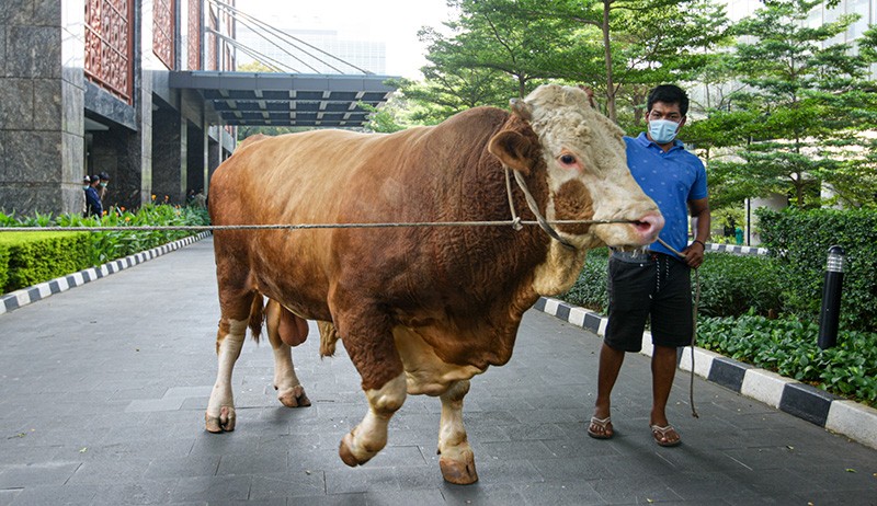 MNC Peduli Berbagi Hewan Kurban untuk Pelaku Pariwisata dan Ekonomi Kreatif - Bagian 3