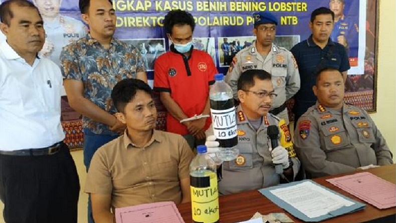 Pengiriman 17.160 Ekor Benih Lobster Digagalkan Polairud Polda NTB, 1 Orang Ditangkap