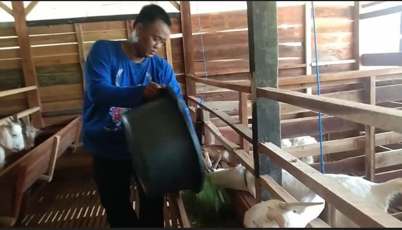 Kisah Inspiratif Polisi Pemalang, Nyambi Ternak Kambing hingga Raup Omzet Jutaan Rupiah