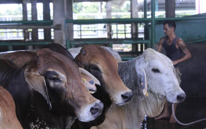 Pemprov Sumsel Sebar 100 Hewan Kurban