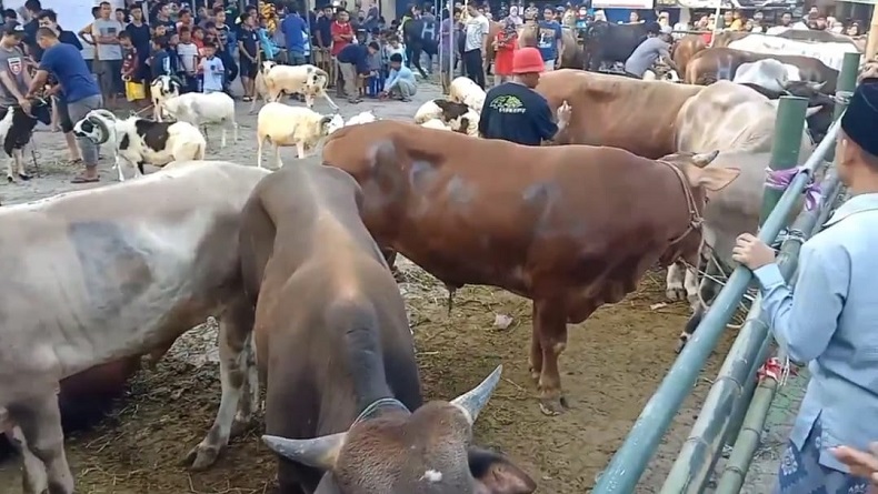 Lebih Utama Mana Kurban Sapi atau Kambing, Begini Menurut Mazhab Syafi'i