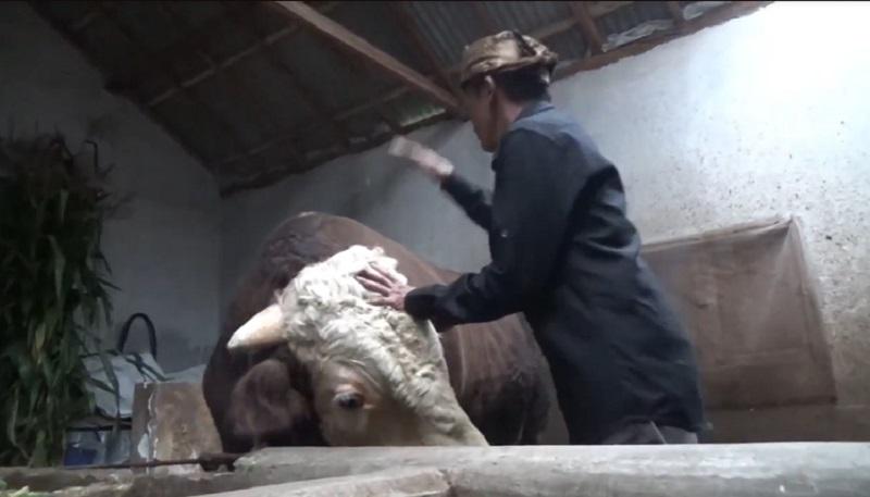 Peternak di Probolinggo Ini Kaget Sapinya Dibeli Presiden Jokowi 