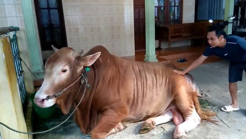 Pria di Kendal Ini Rutin Kurban Sapi Jumbo, Tahun Ini Bobotnya 1,05 Ton