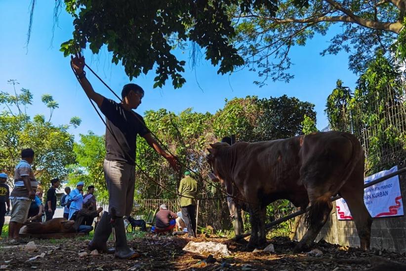 Kolaborasi dengan Partai Perindo, MNC Peduli Salurkan Hewan Kurban kepada Warga Jakarta Barat - Bagian 3