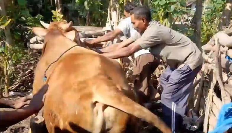 Sapi Simental di Blora Ngamuk saat Akan Disembelih, Seruduk Warga hingga Terluka
