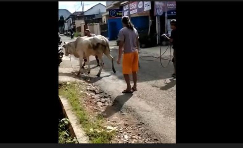Sapi di Cilacap Ngamuk dan Berlari ke Jalan Raya, Puluhan Warga Kewalahan Menangkap
