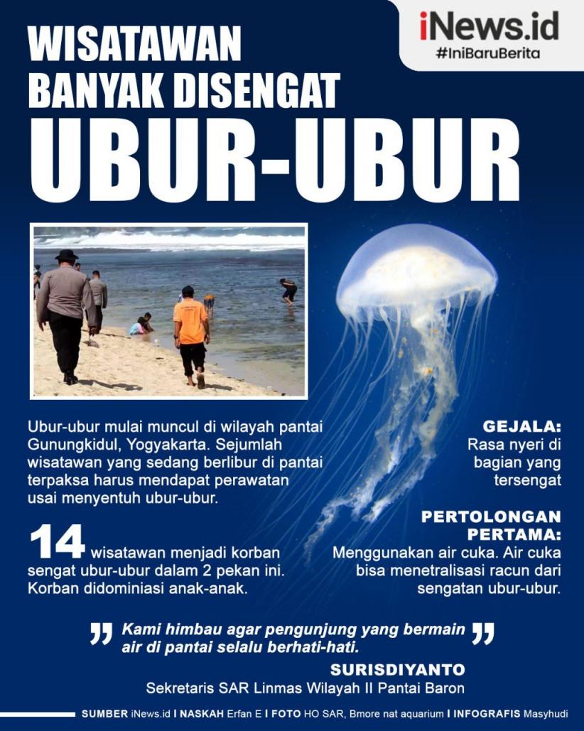 Infografis Ubur-Ubur Sengat Wisatawan di Pantai Selatan Gunungkidul