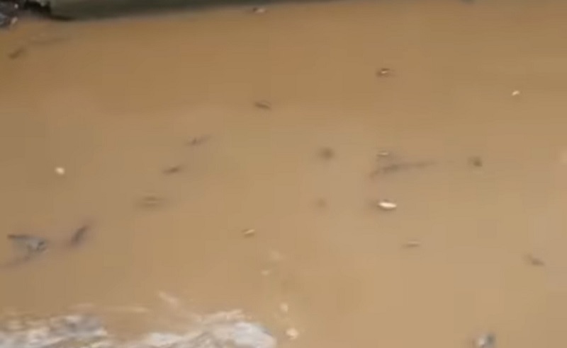 Ikan Sapu-Sapu Mati Massal di Kalibaru, Ini Temuan Pemprov DKI