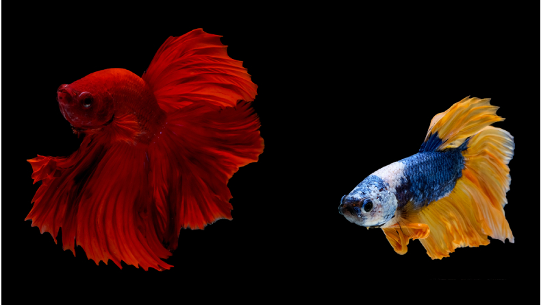 10 Jenis Ikan Cupang Cantik dan Menarik untuk Dipelihara