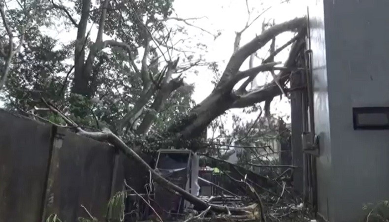 Pohon Tumbang Setinggi 30 Meter Hantam Gedung di Gianyar, Pegawai Lari Berhamburan