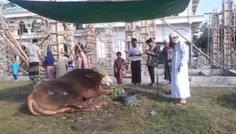 Presiden Jokowi Kurban Sapi di Lombok Timur, Berat 1,4 Ton Seharga Rp140 Juta