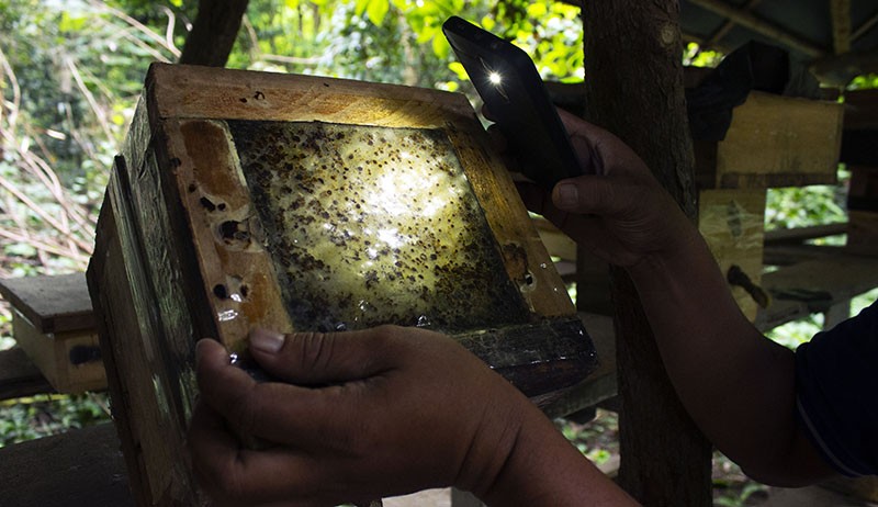 Wisata Madu di Hutan Kota Srengseng, Lebah Tanpa Sengat Aman bagi Pengunjung - Bagian 2