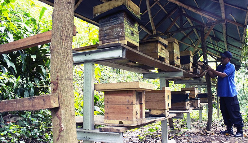 Wisata Madu di Hutan Kota Srengseng, Lebah Tanpa Sengat Aman bagi Pengunjung - Bagian 3