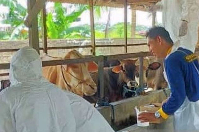 PMK di Kalsel Terkendali, Tersisa 42 Ternak dalam Penyembuhan  