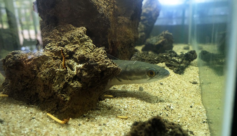 Pameran Ragam Jenis Ikan Predator yang Hidup di Air Tawar - Bagian 2