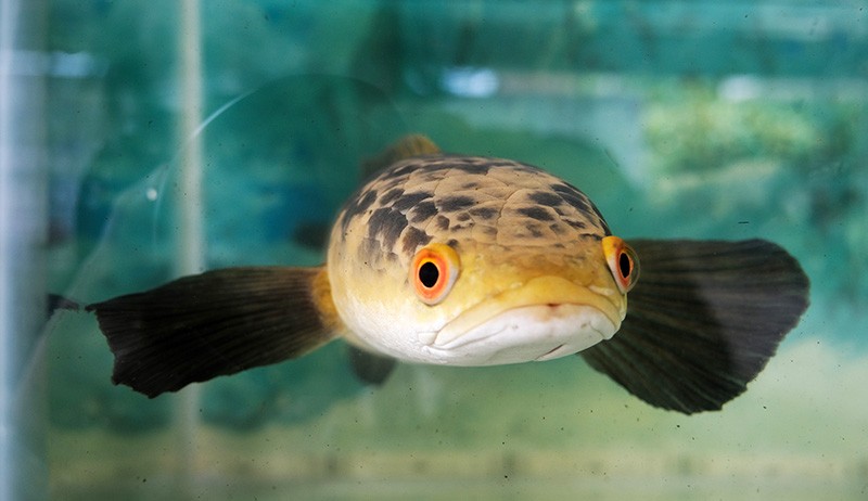 Pameran Ragam Jenis Ikan Predator yang Hidup di Air Tawar - Bagian 1