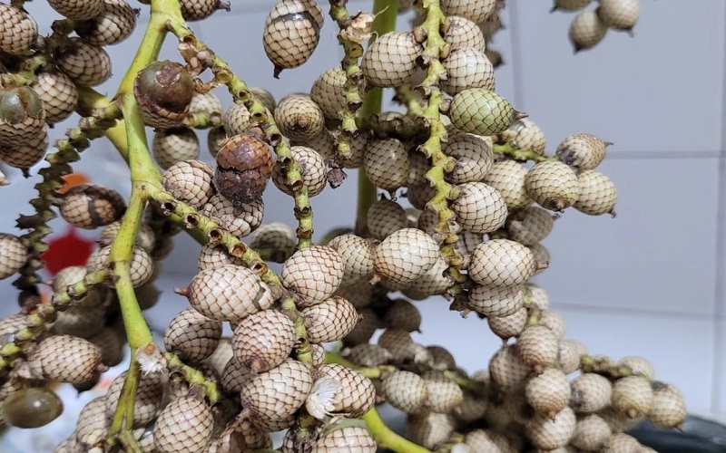 Mengenal Buah Paikat yang Langka, Dijual Warga HST untuk Penghasilan Tambahan